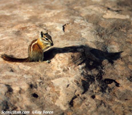 Dead Horse Point State Park - Chipmunk