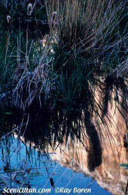 Escalante - Cattails at Calf Creek Falls Trail