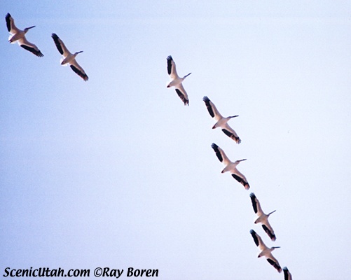 Pelicans