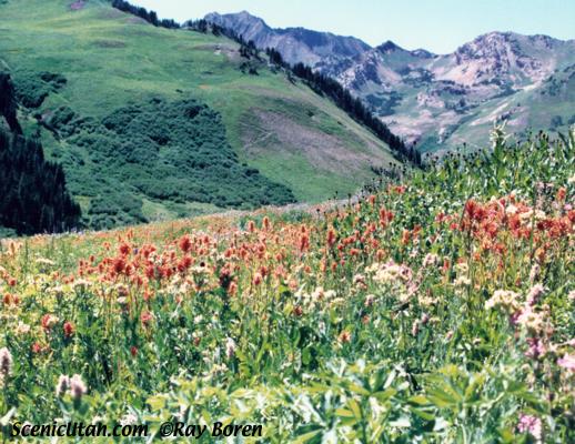 Little Cottonwood Canyon - Albion Basin