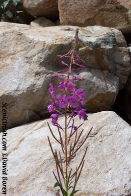 Wildflower