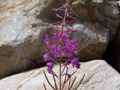 Lavendar Wildflower