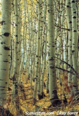 Mt. Timpanogos - Aspens
