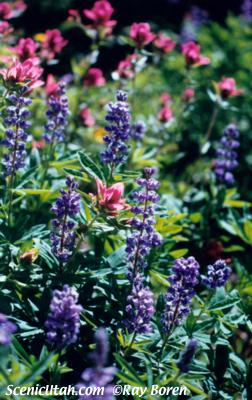 Pink and Purple Wildflowers - Skyline Drive, Fairview