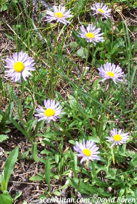 Wild Daisies
