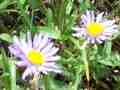 Wild Daisies