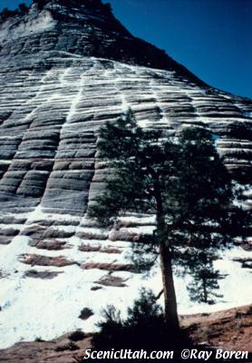 Zion - Checkerboard Mesa